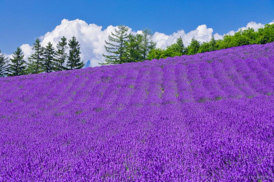 Nozo Hotel Furano Luaran gambar